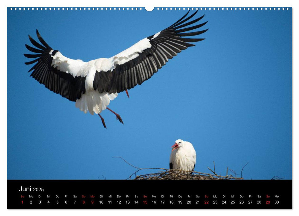 Ein Jahr bei den Störchen (CALVENDO Premium Wandkalender 2025)