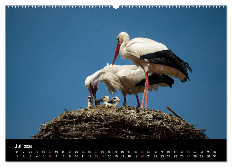 Ein Jahr bei den Störchen (CALVENDO Premium Wandkalender 2025)