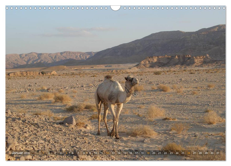 Impressionen Kameltrekking Sinai 2025 (CALVENDO Wandkalender 2025)