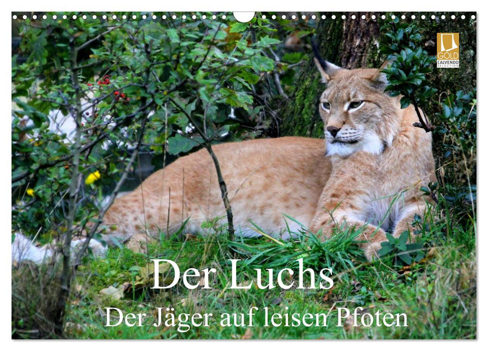 Der Luchs - Der Jäger auf leisen Pfoten (CALVENDO Wandkalender 2025)