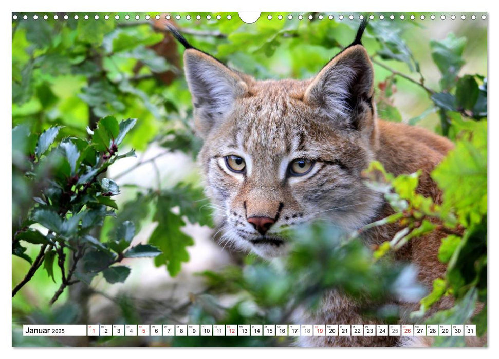 Der Luchs - Der Jäger auf leisen Pfoten (CALVENDO Wandkalender 2025)