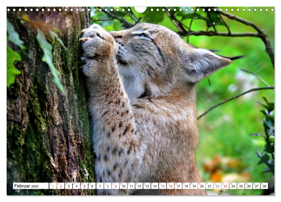 Der Luchs - Der Jäger auf leisen Pfoten (CALVENDO Wandkalender 2025)