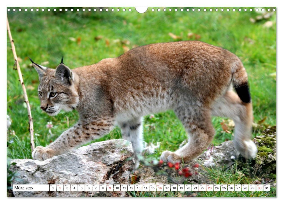 Der Luchs - Der Jäger auf leisen Pfoten (CALVENDO Wandkalender 2025)