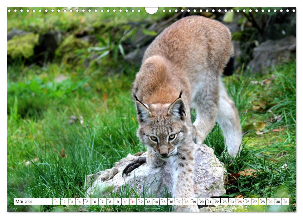 Der Luchs - Der Jäger auf leisen Pfoten (CALVENDO Wandkalender 2025)