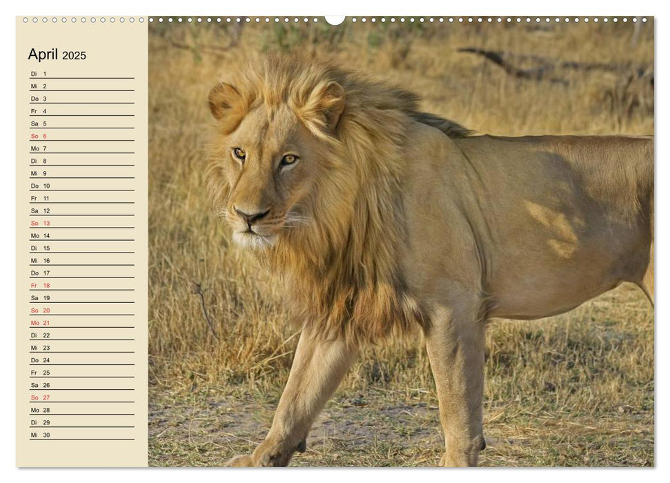 Löwen in freier Wildbahn (CALVENDO Premium Wandkalender 2025)
