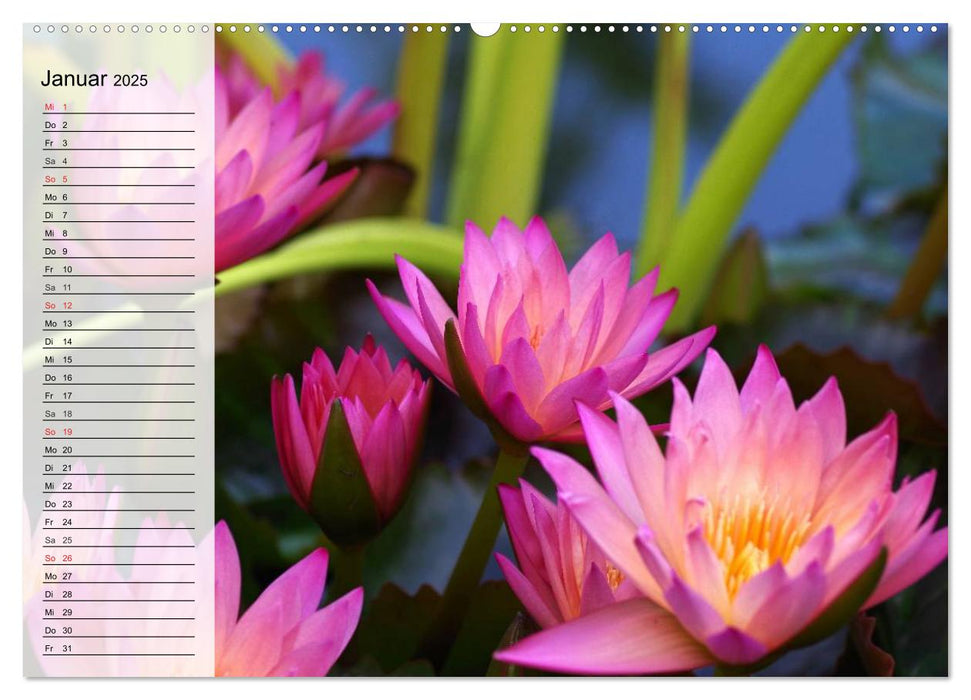 Seerosen. Eleganter Blickfang (CALVENDO Premium Wandkalender 2025)