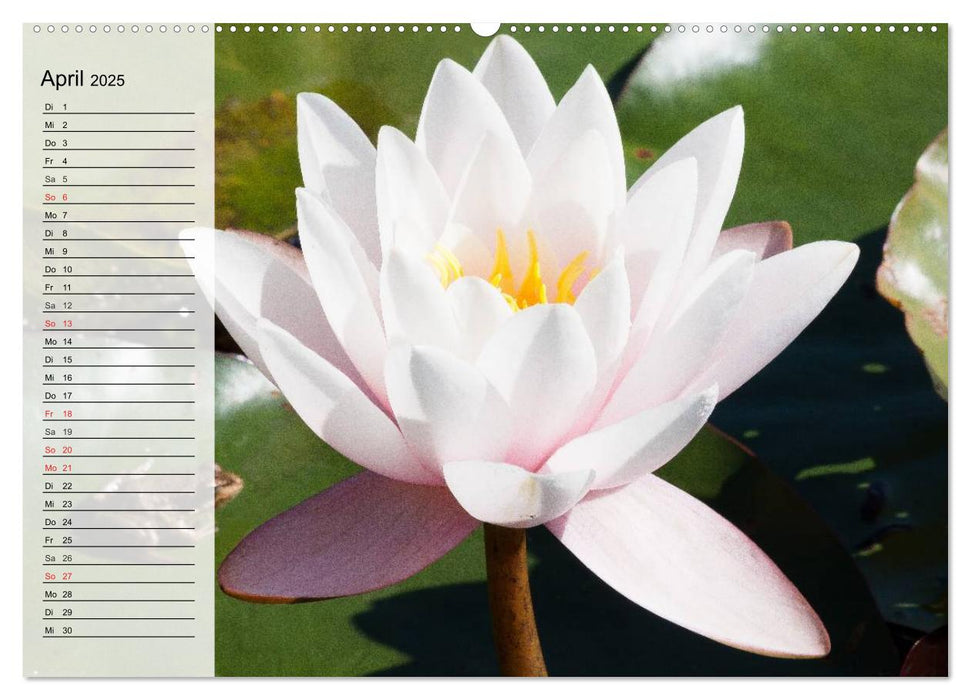 Seerosen. Eleganter Blickfang (CALVENDO Premium Wandkalender 2025)