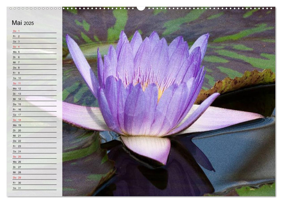 Seerosen. Eleganter Blickfang (CALVENDO Premium Wandkalender 2025)