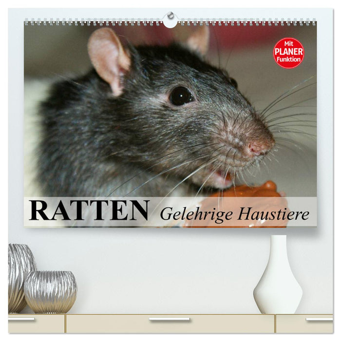 Ratten. Gelehrige Haustiere (CALVENDO Premium Wandkalender 2025)