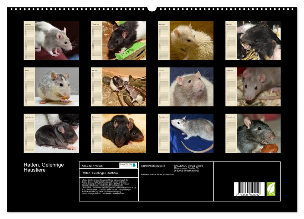 Ratten. Gelehrige Haustiere (CALVENDO Premium Wandkalender 2025)