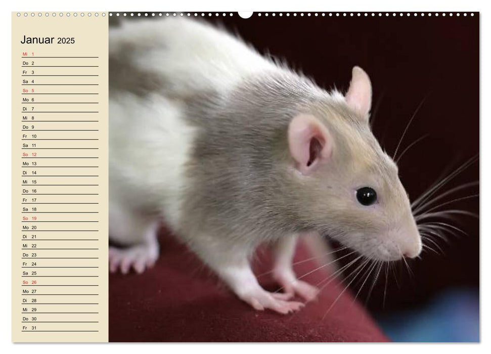 Ratten. Gelehrige Haustiere (CALVENDO Premium Wandkalender 2025)
