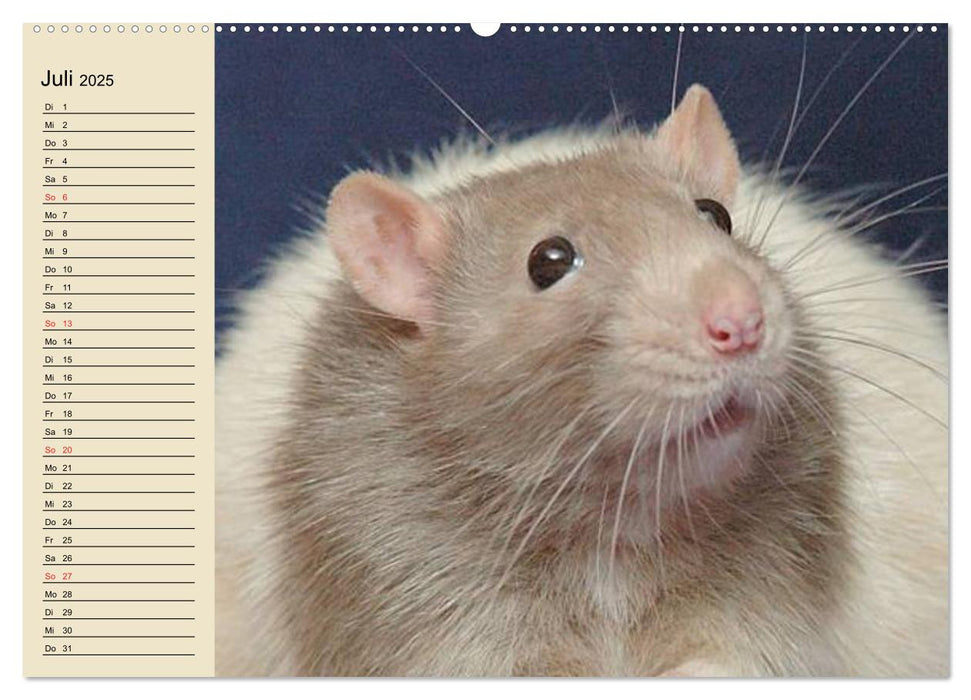 Ratten. Gelehrige Haustiere (CALVENDO Premium Wandkalender 2025)