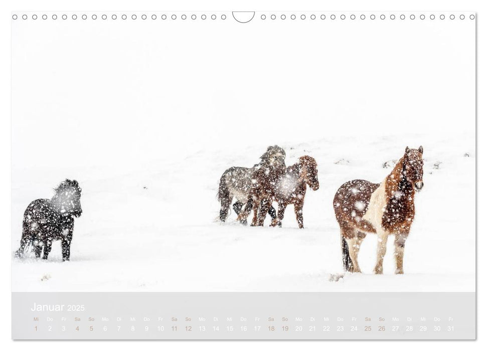 Islandpferde - Stolz und Stark durch Sommer und Winter (CALVENDO Wandkalender 2025)