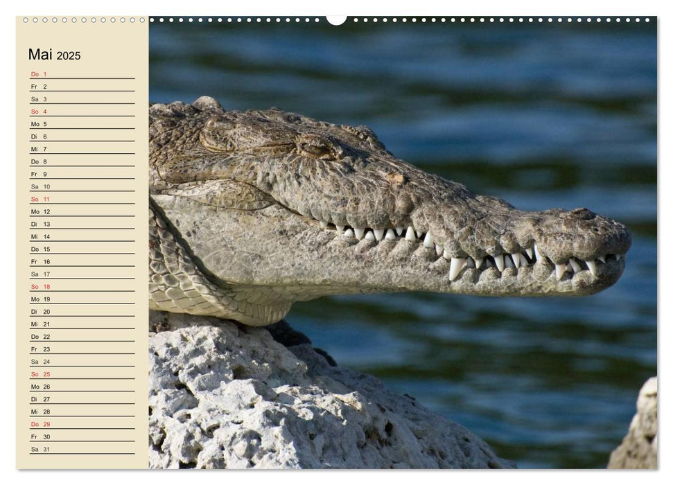 Krokodile und Alligatoren (CALVENDO Premium Wandkalender 2025)