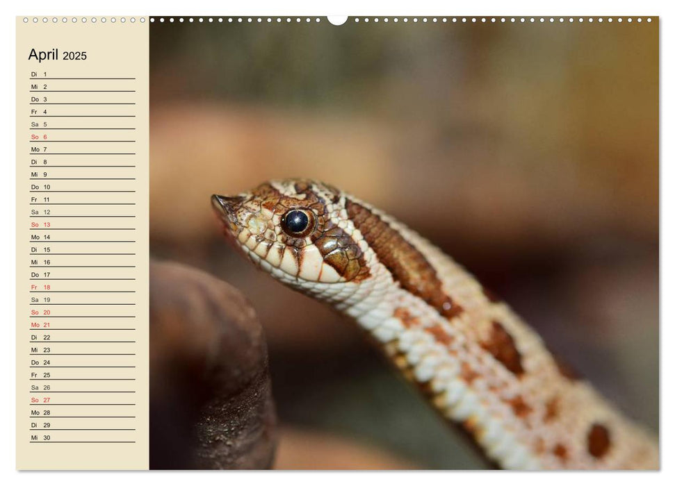 Kleine Reptilien (CALVENDO Premium Wandkalender 2025)
