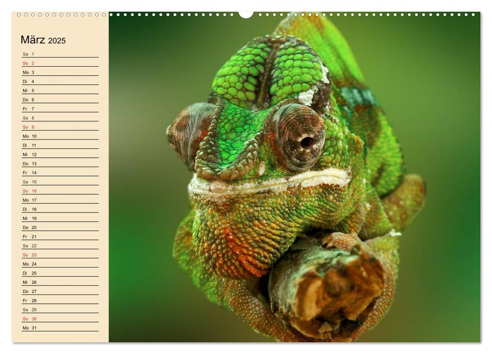 Reptilien. Schlangen, Echsen und Co. (CALVENDO Premium Wandkalender 2025)