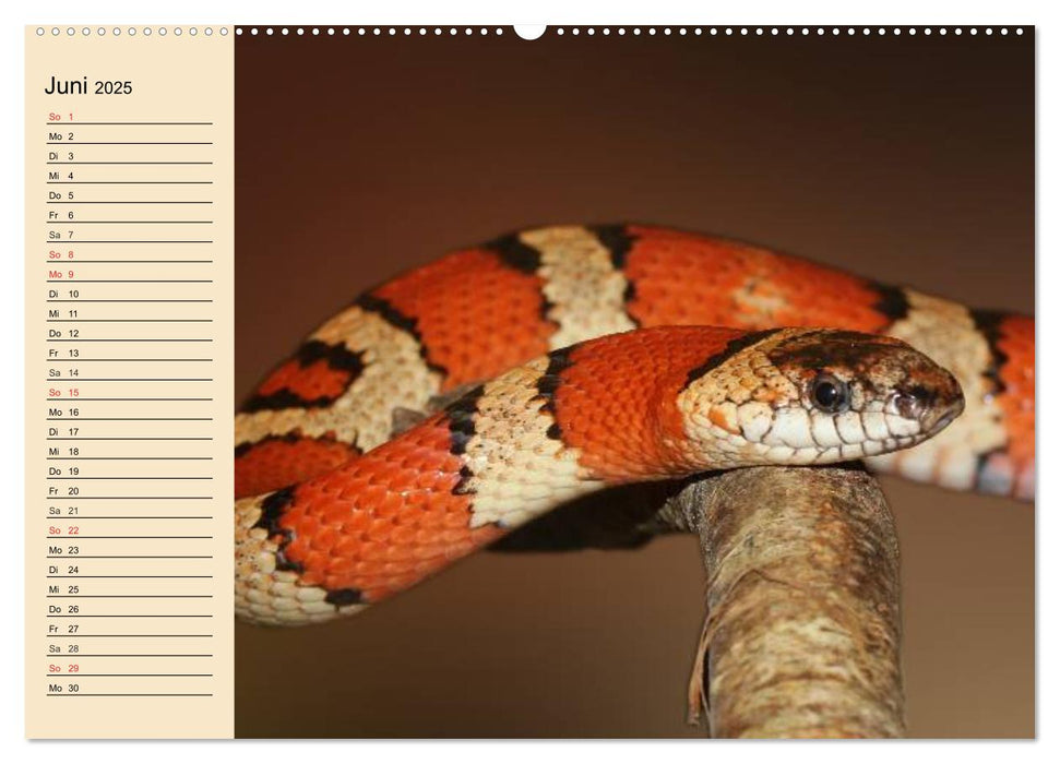 Reptilien. Schlangen, Echsen und Co. (CALVENDO Premium Wandkalender 2025)