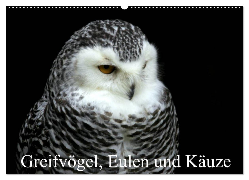 Greifvögel, Eulen und Käuze (CALVENDO Wandkalender 2025)