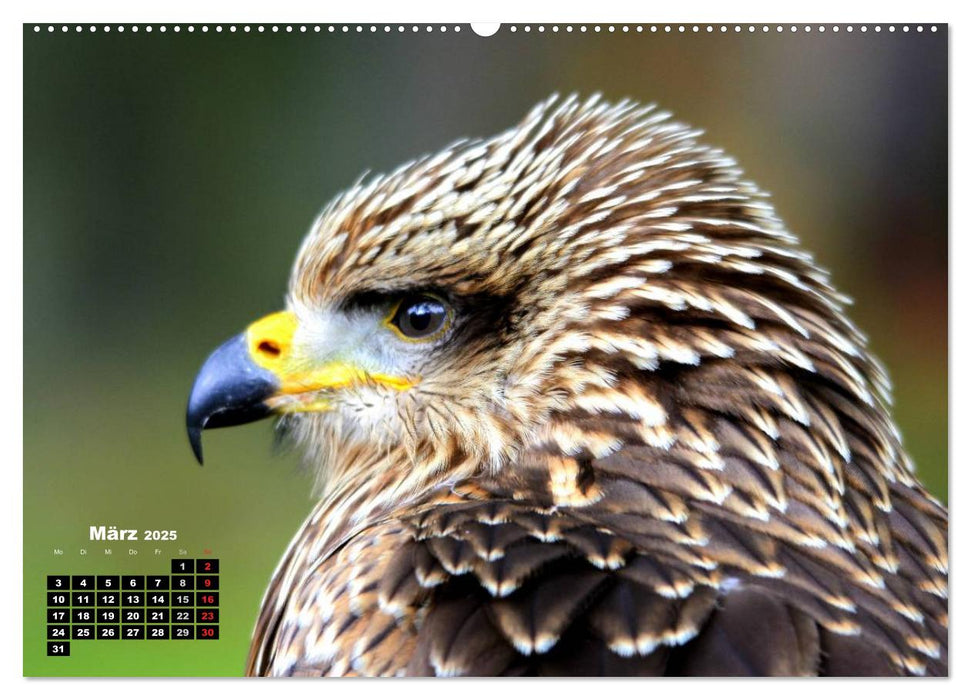 Greifvögel, Eulen und Käuze (CALVENDO Wandkalender 2025)