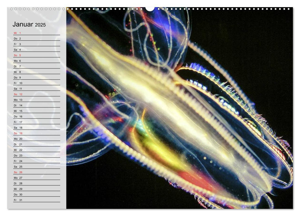 Quallen. Die Welt der Medusen (CALVENDO Premium Wandkalender 2025)