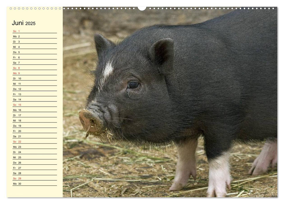 Von Säuen die Schwein haben! (CALVENDO Premium Wandkalender 2025)