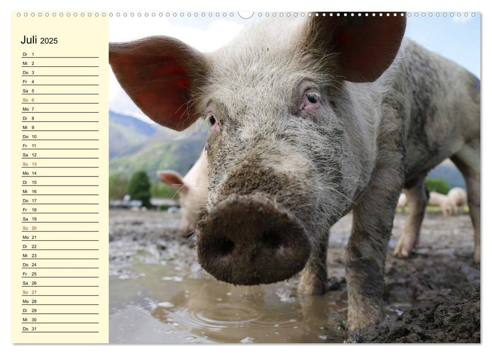 Von Säuen die Schwein haben! (CALVENDO Premium Wandkalender 2025)