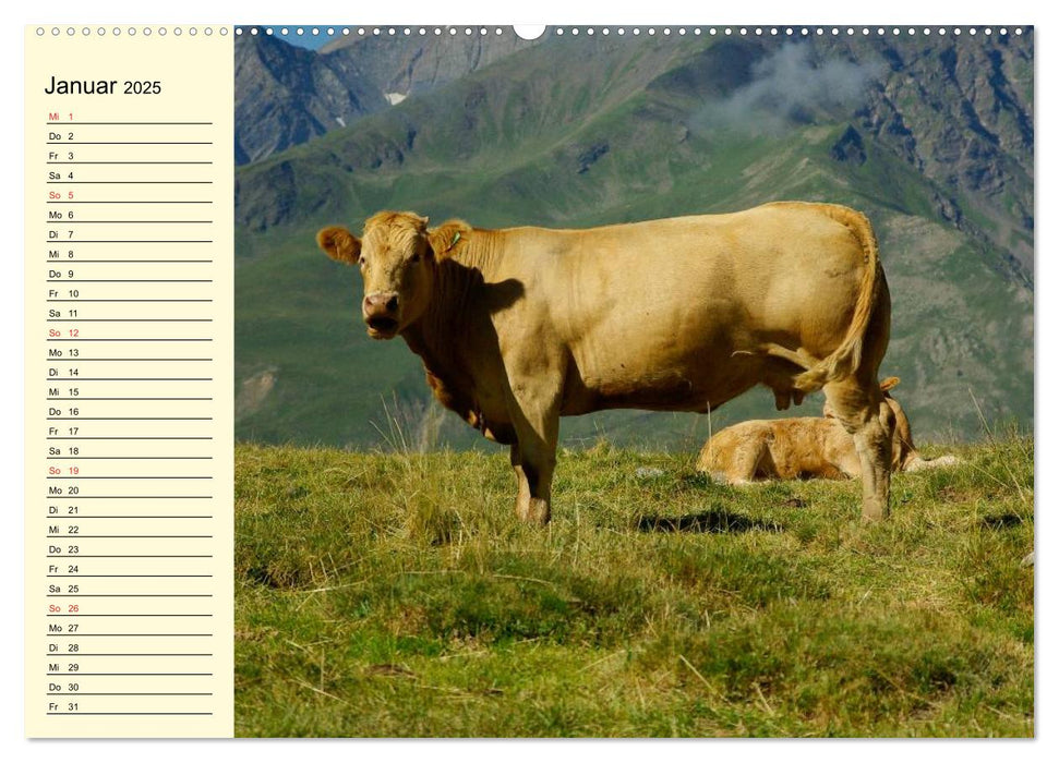 Glückliche Kühe auf saftigen Wiesen (CALVENDO Premium Wandkalender 2025)