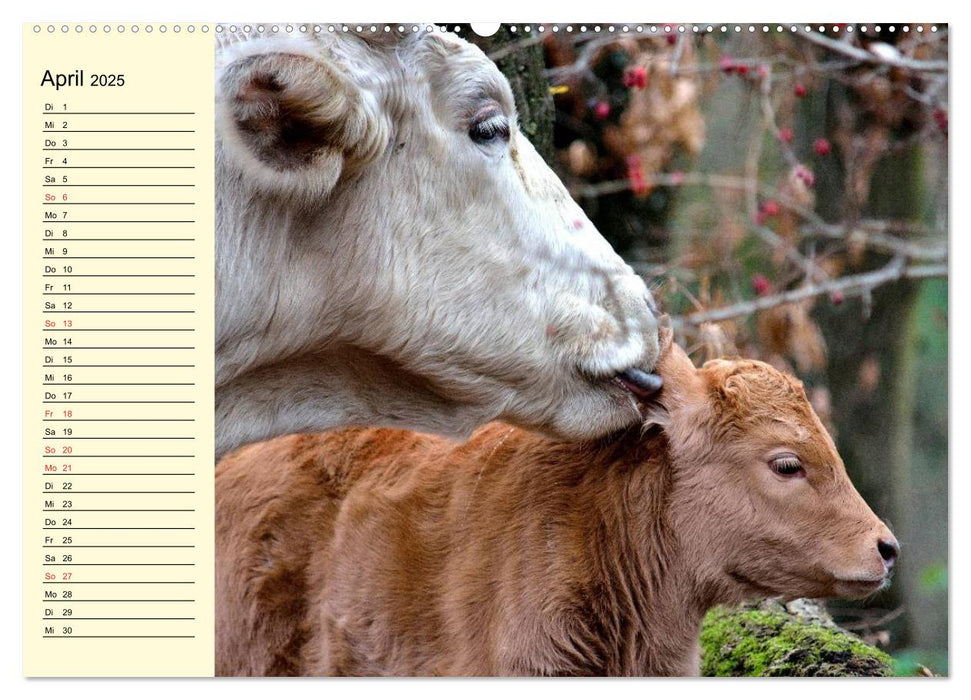 Glückliche Kühe auf saftigen Wiesen (CALVENDO Premium Wandkalender 2025)