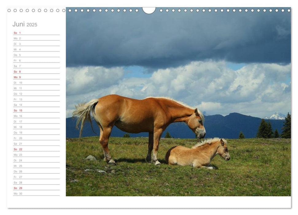 Pferde - Hobby und Leidenschaft (CALVENDO Wandkalender 2025)