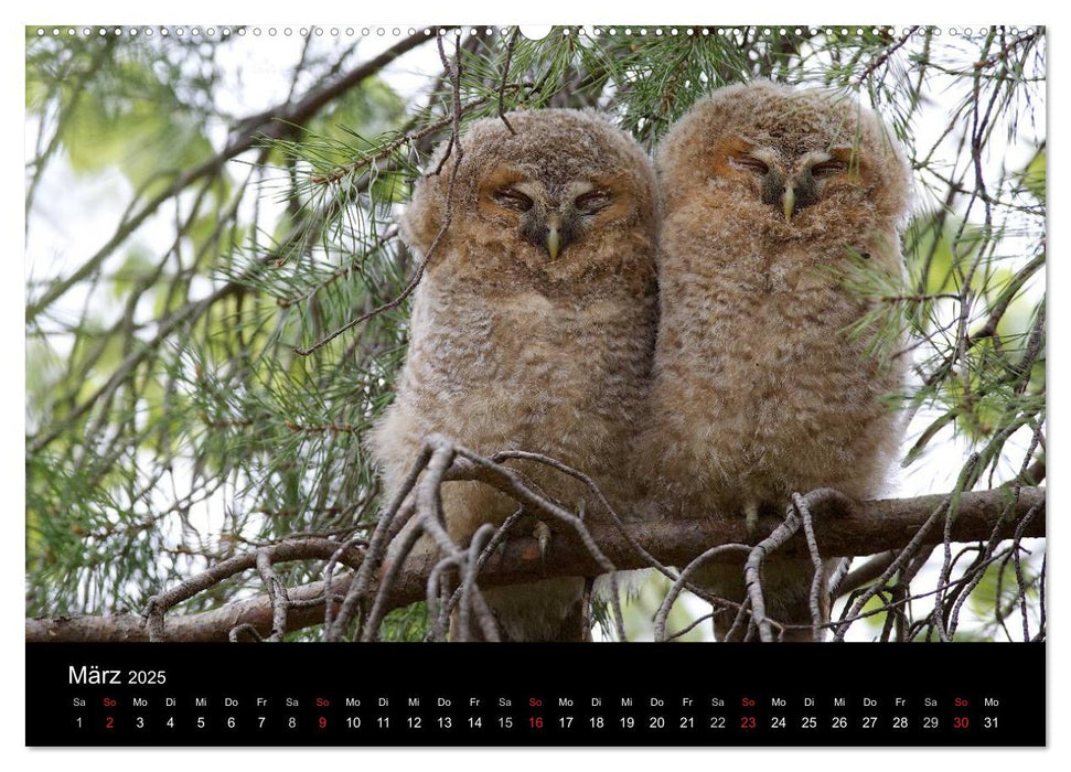 Waldkäuze, fotografiert in München (CALVENDO Premium Wandkalender 2025)