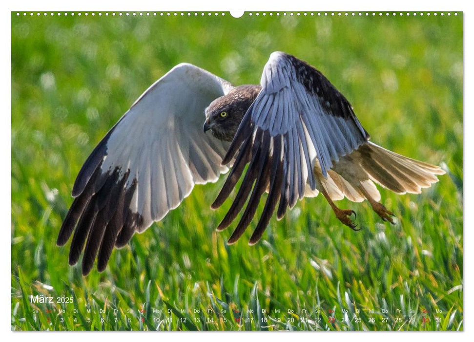 Vögel im Sucher (CALVENDO Premium Wandkalender 2025)