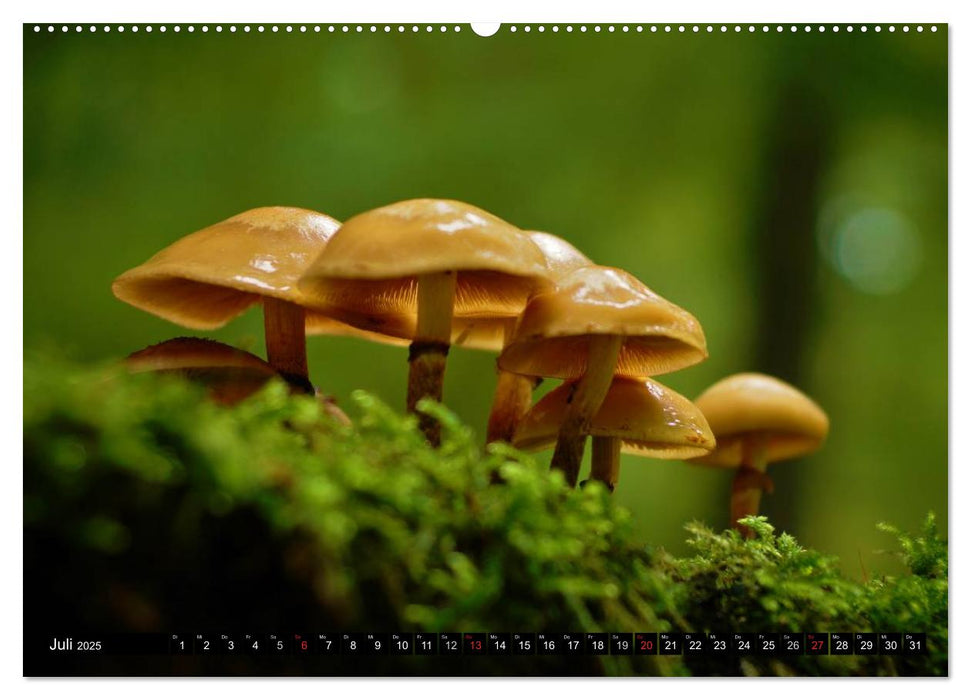 Pilze - Magie des Waldes (CALVENDO Premium Wandkalender 2025)