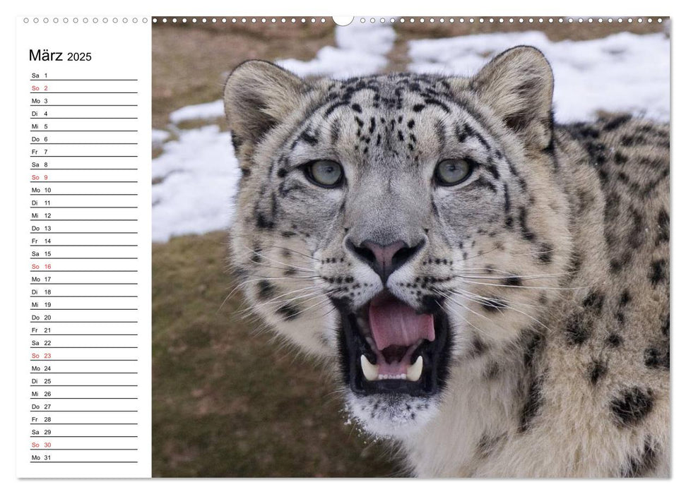 Leoparden. Elegante Jäger (CALVENDO Premium Wandkalender 2025)