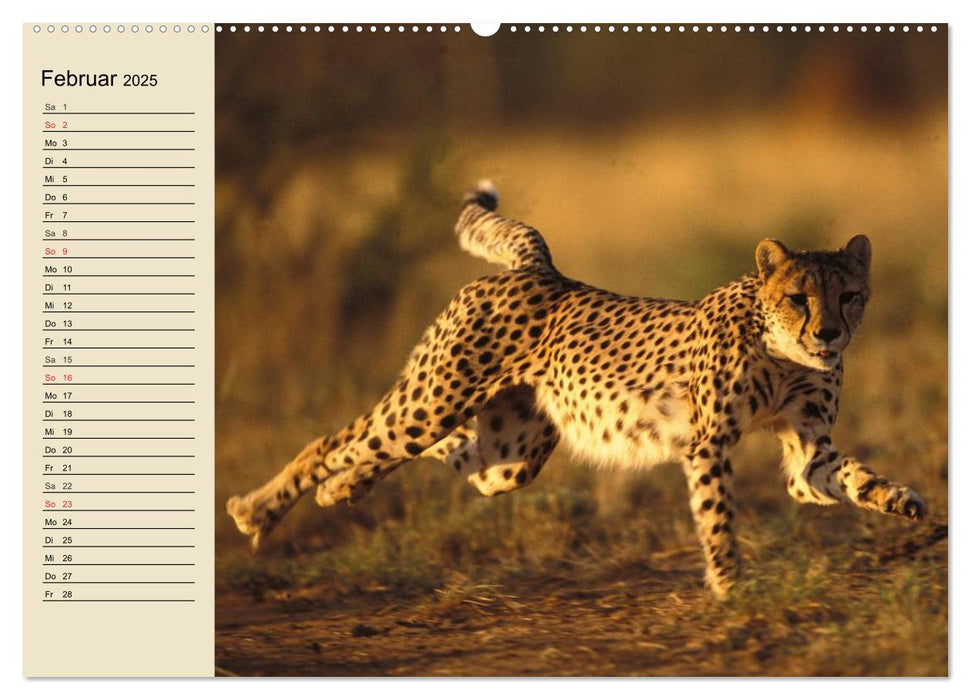 Die Lautlosen. Geparden und Leoparden (CALVENDO Premium Wandkalender 2025)