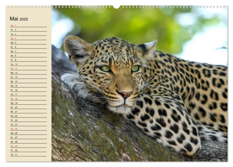 Die Lautlosen. Geparden und Leoparden (CALVENDO Premium Wandkalender 2025)