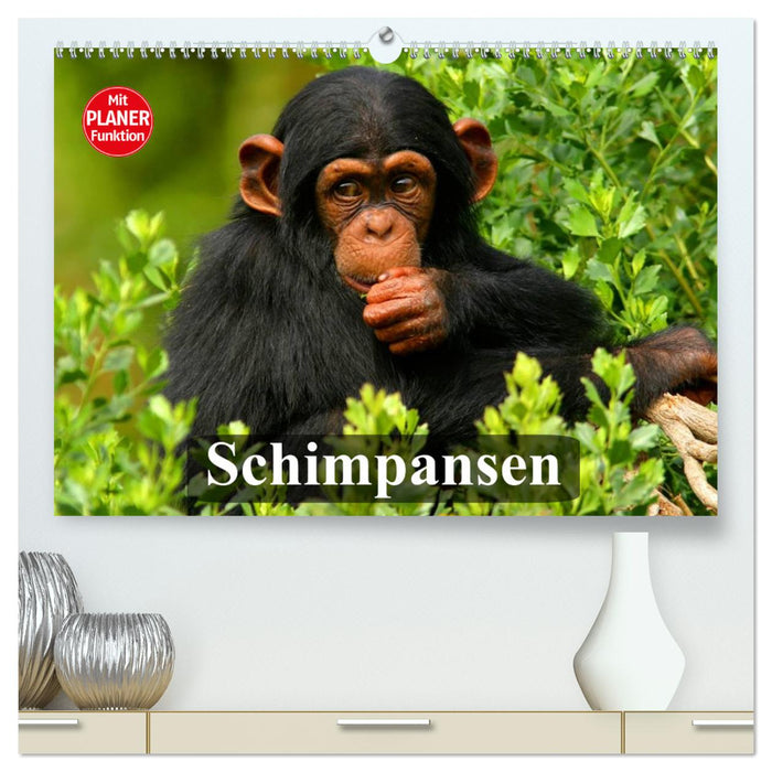 Schimpansen (CALVENDO Premium Wandkalender 2025)