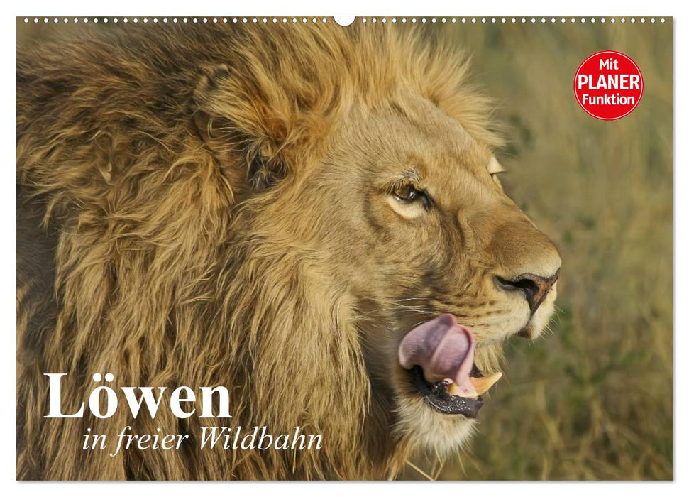 Löwen in freier Wildbahn (CALVENDO Wandkalender 2025)