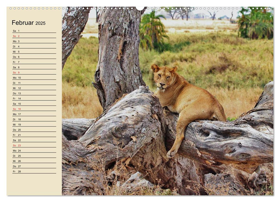 Löwen in freier Wildbahn (CALVENDO Wandkalender 2025)