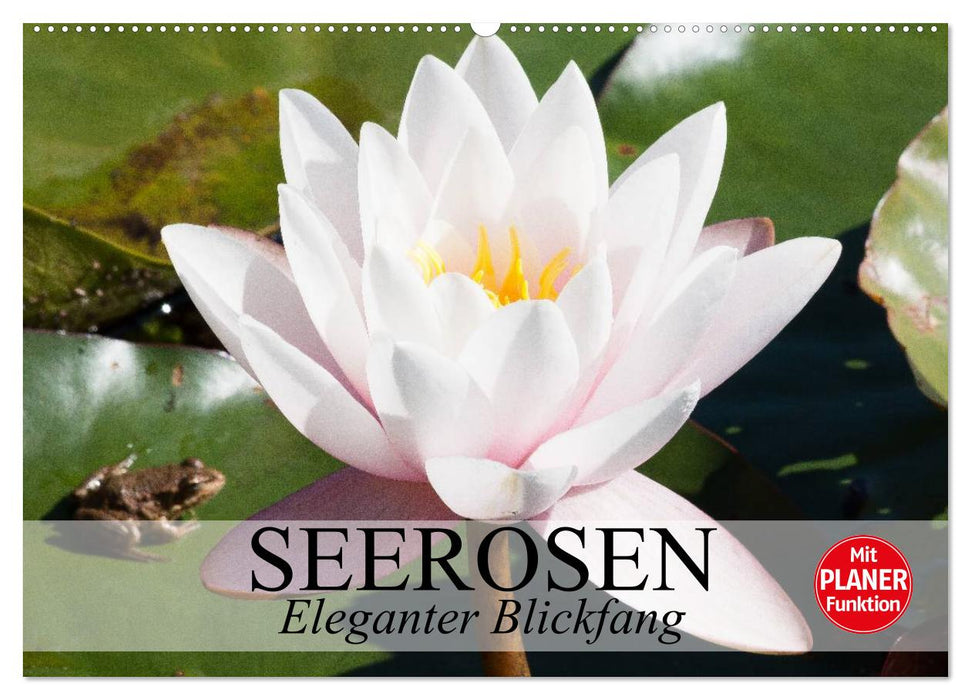 Seerosen. Eleganter Blickfang (CALVENDO Wandkalender 2025)