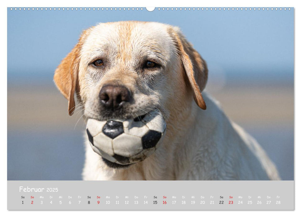 Liebenswerter Labrador 2025 (CALVENDO Premium Wandkalender 2025)