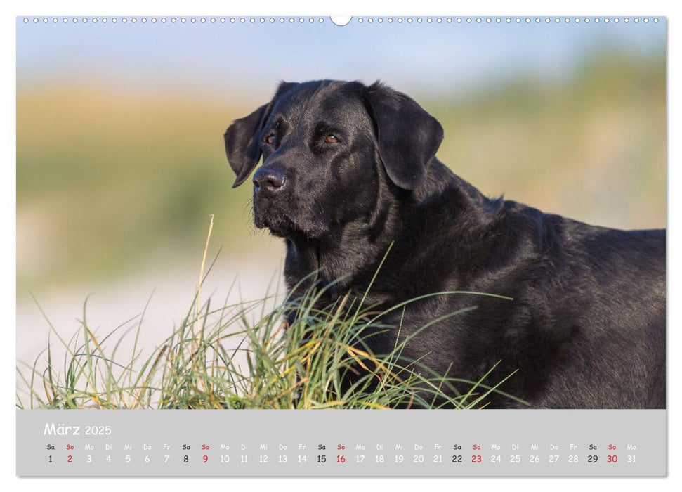 Liebenswerter Labrador 2025 (CALVENDO Premium Wandkalender 2025)