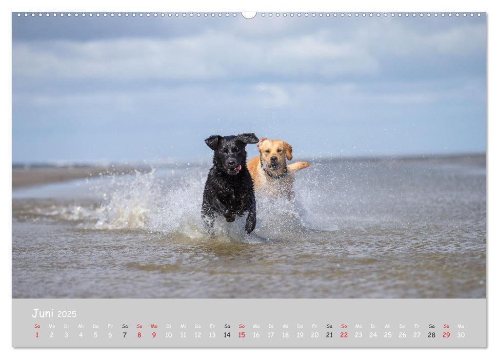 Liebenswerter Labrador 2025 (CALVENDO Premium Wandkalender 2025)