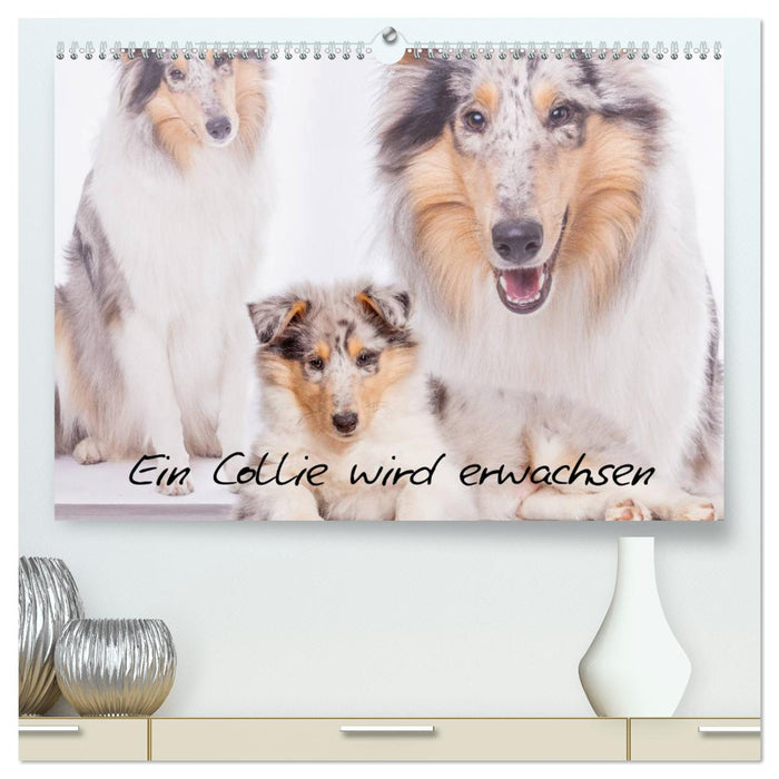 Ein Collie wird erwachsen (CALVENDO Premium Wandkalender 2025)