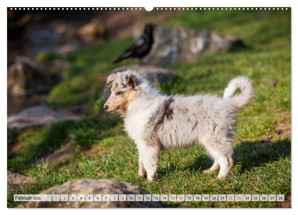 Ein Collie wird erwachsen (CALVENDO Premium Wandkalender 2025)