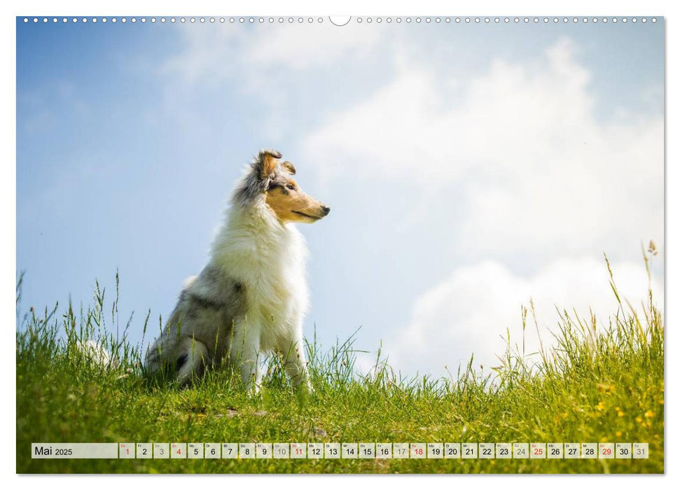 Ein Collie wird erwachsen (CALVENDO Premium Wandkalender 2025)