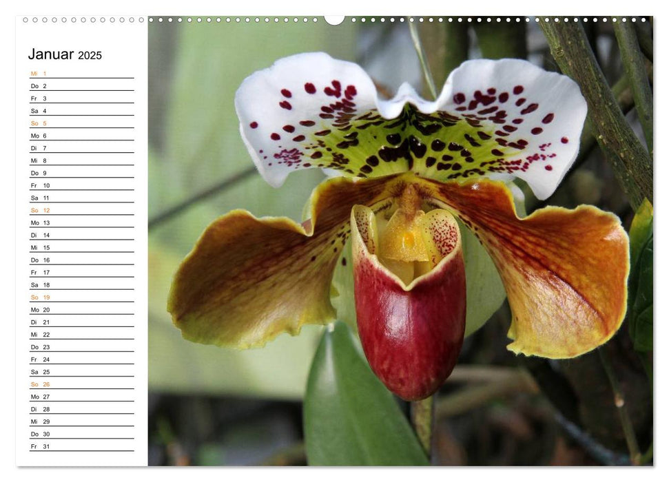 Prachtvolle Orchideen (CALVENDO Premium Wandkalender 2025)