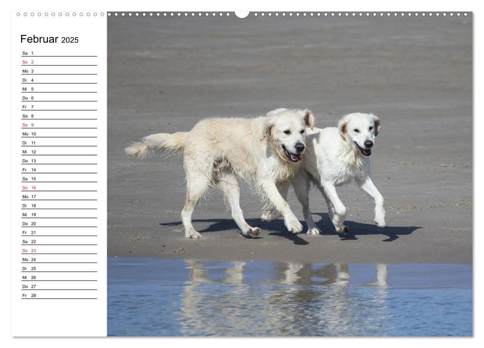 HUNDE AM STRAND (CALVENDO Premium Wandkalender 2025)