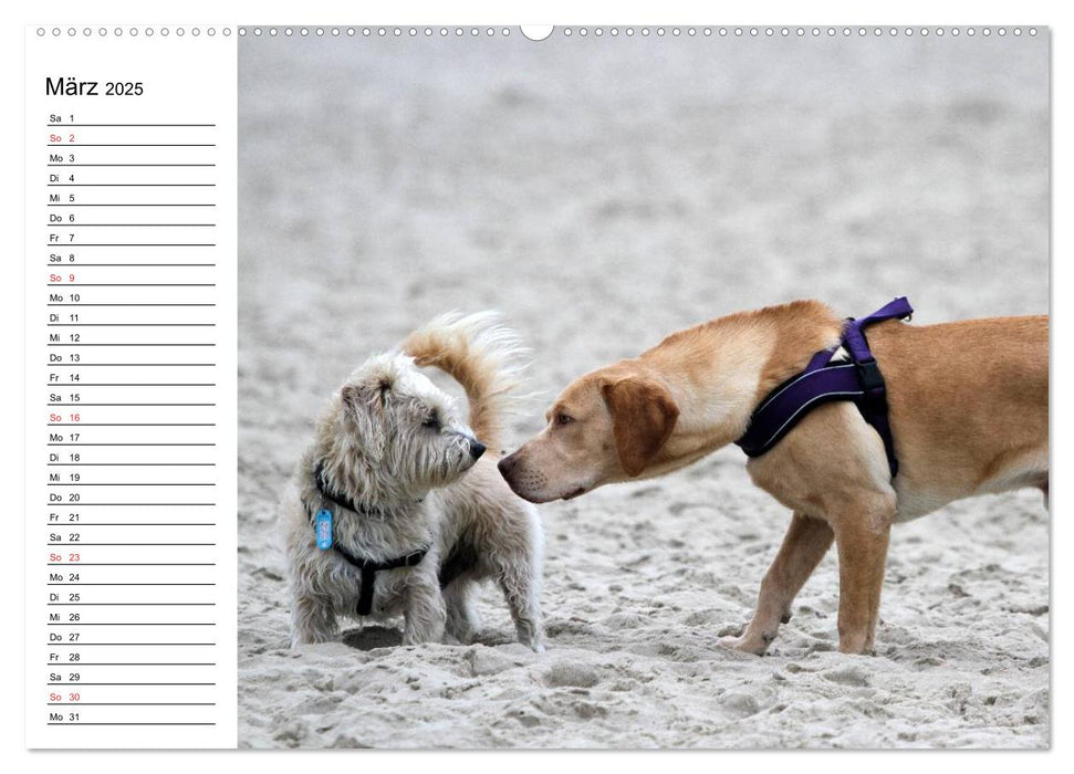 HUNDE AM STRAND (CALVENDO Premium Wandkalender 2025)