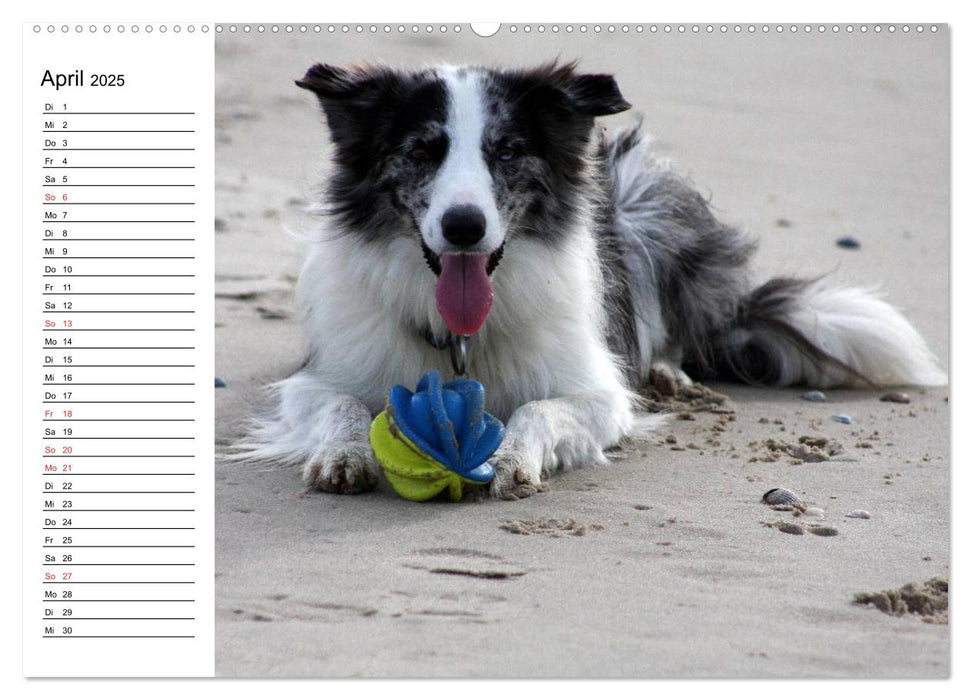 HUNDE AM STRAND (CALVENDO Premium Wandkalender 2025)