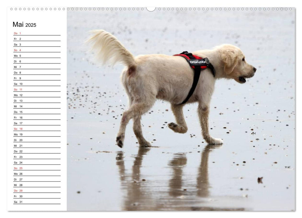 HUNDE AM STRAND (CALVENDO Premium Wandkalender 2025)